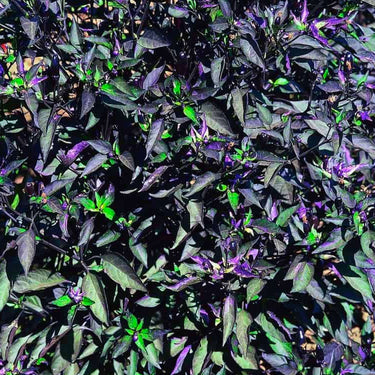 Black Olive Pepper Seeds - The Pepper Pantry (Formerly Marie Sharp's)
